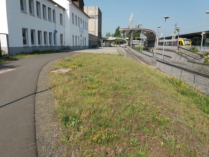 Eine brachliegende Schotterfläche am Bahnhof Wetzlar wurde mit Kompost und einer speziellen Saatgutmischung zu einer Magerwiese umgestaltet.
