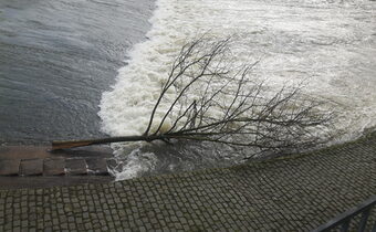 Baum an der Alten Lahnbrücke abgesägt