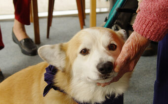 Hundebesuchsprogramm für Senioren